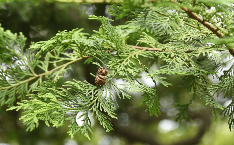 L’hydrolat de Cyprès prend soin de votre peau tout en douceur cet Hiver !
