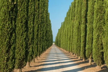 Jardins du Monde : Le Cyprès de Provence