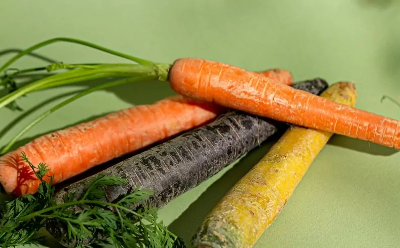Le macérat huileux de carotte, un allié pour préparer la peau au soleil et vous