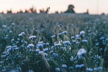 L’hydrolat de Bleuet apaise vos yeux et éclaire votre teint à l'arrivée du printemps