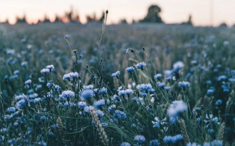 L’hydrolat de Bleuet apaise vos yeux et éclaire votre teint à l'arrivée du printemps