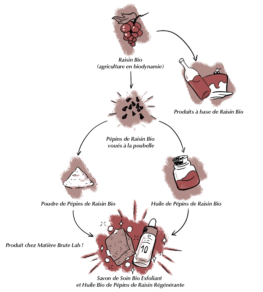 Illustration du cycle de vie du raisin