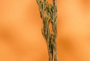 Branche de romarin sur fond orange