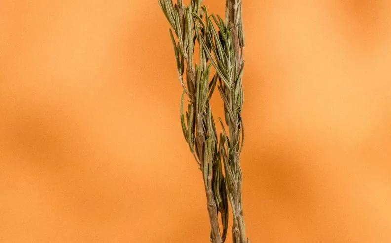 Branche de romarin sur fond orange