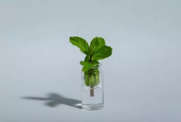 Feuille de menthe dans un petit verre d'eau utilisé dans l'hydrolat de menthe poivrée Matière Brute