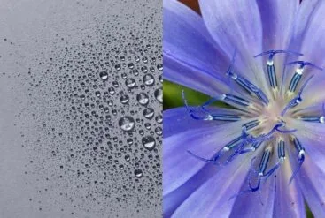 Diptyque sur du bleuet et la texture de la brume équilibrante