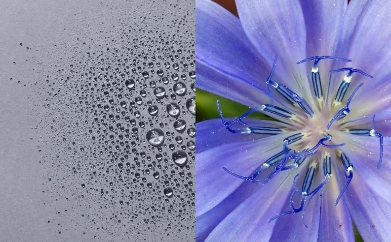 Diptyque sur du bleuet et la texture de la brume équilibrante