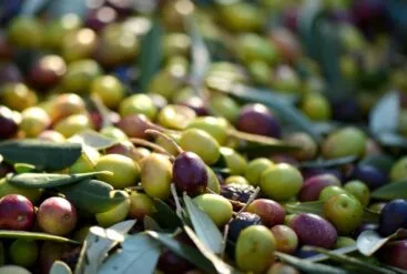 Huile d'olive utilisée dans les soins matière brute