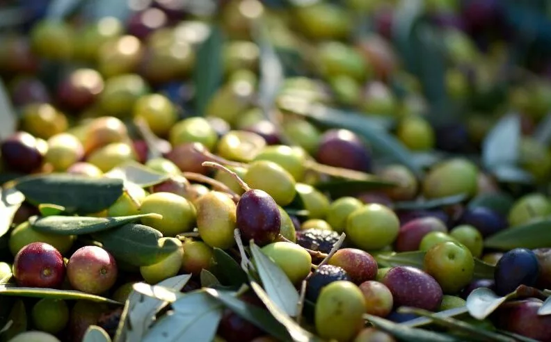 Huile d'olive utilisée dans les soins matière brute