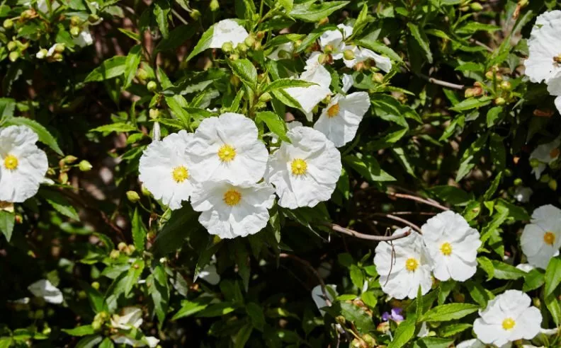 plantes utilisées dans l'hydrolat de ciste ladanifère