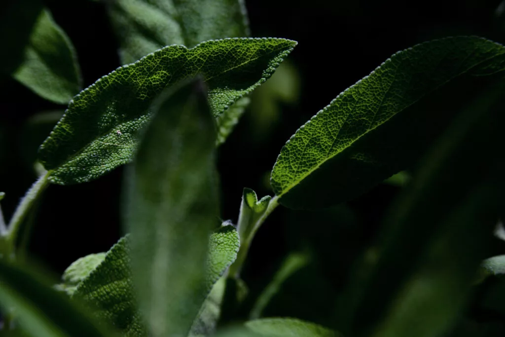 Hydrolat de menthe poivrée : bienfaits, acné, bain de bouche