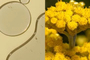 Diptyque d'immortelle et un zoom sur de l'huile