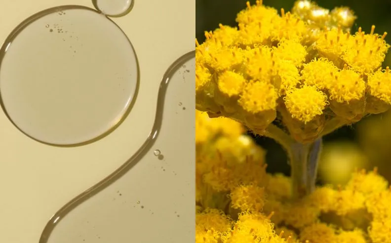 Diptyque d'immortelle et un zoom sur de l'huile