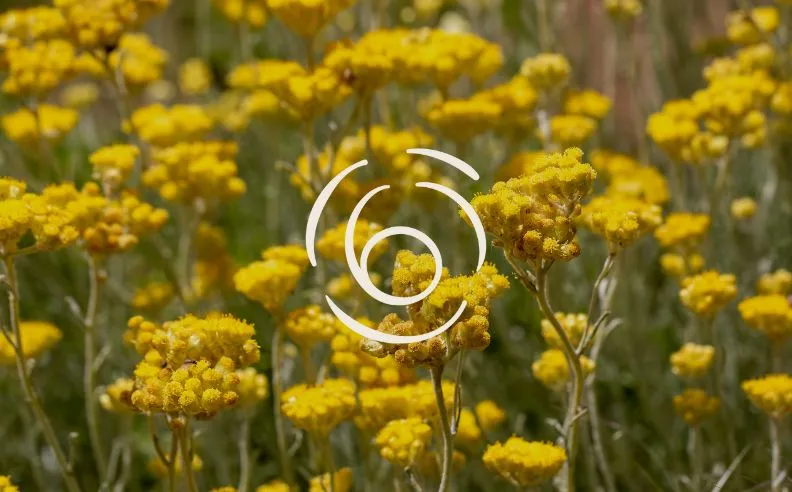 Photo d'immortelles et le pictogramme régénérer