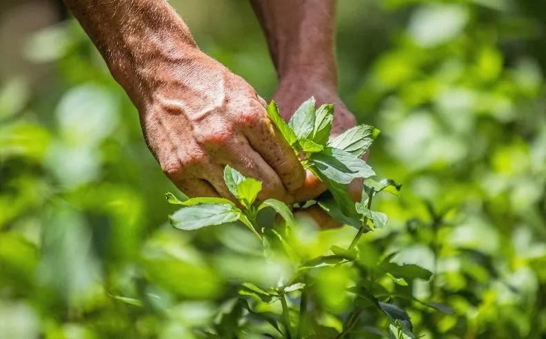 Zoom brut sur la cueillette sauvage d'un de nos cultivateurs
