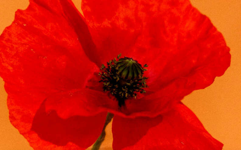 Les Bienfaits surprenants du Coquelicot : Un allié naturel pour la peau !