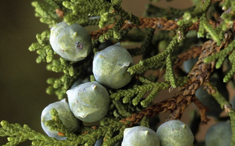 L’hydrolat de Cyprès prend soin de votre peau tout en douceur cet Hiver !