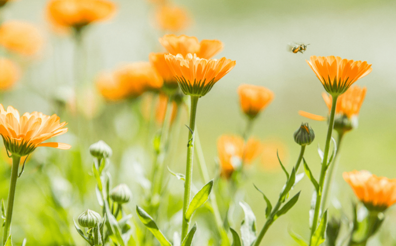 Le macérat huileux de calendula bio : de nombreuses vertus pour votre peau