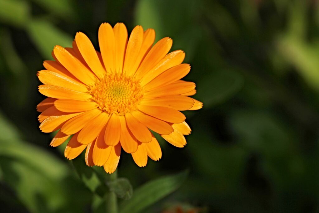 Le macérat huileux de calendula bio : de nombreuses vertus pour votre peau