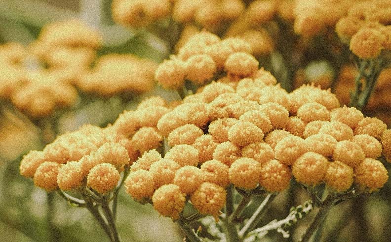 Zoom sur de l'immortelle