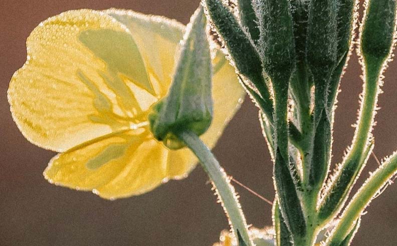Zoom sur une fleur d'onagre