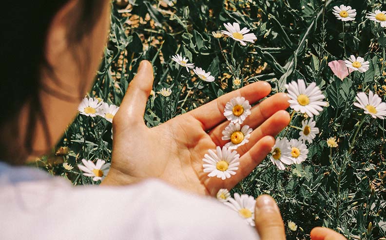 Zoom sur une femme qui ramasse des fleurs de camomille