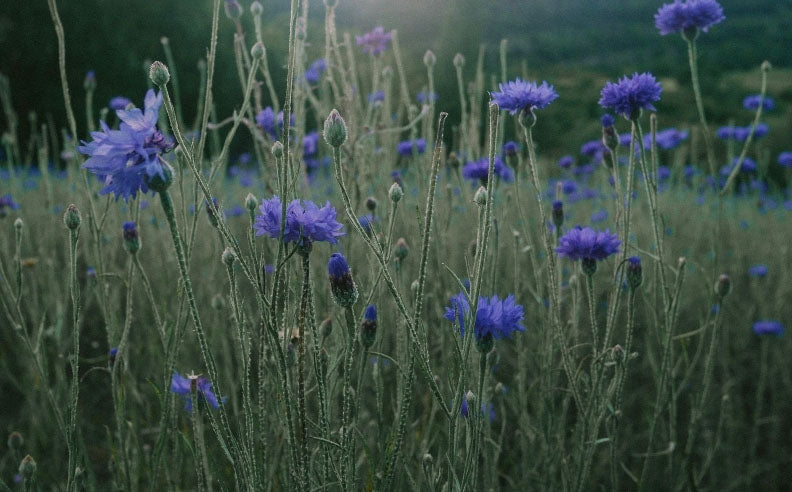 Zoom sur des fleurs de bleuet
