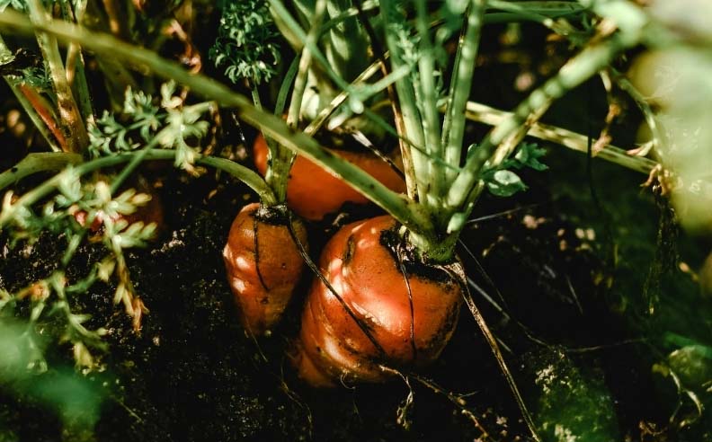 Zoom sur des carottes