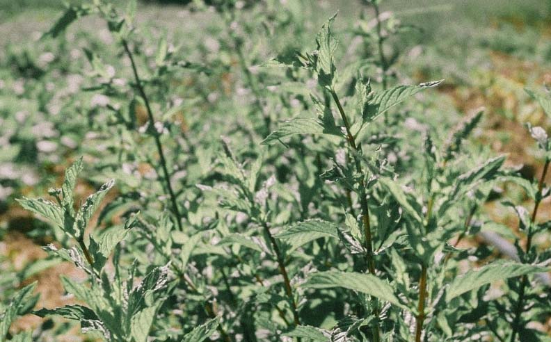 Photo d'un plant de menthe poivrée
