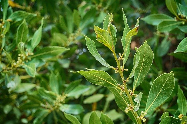 L’hydrolat de laurier noble : composition, utilisation et bienfaits pour la peau