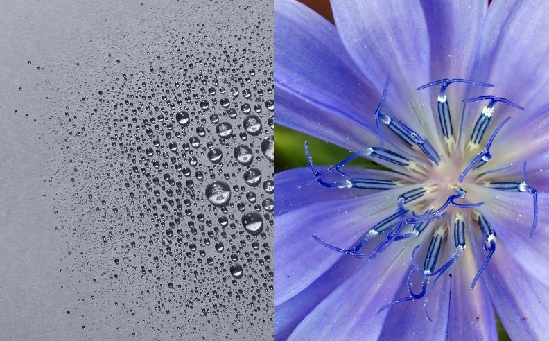 L’hydrolat de bleuet : bienfaits, vertus et utilisation en cosmétique