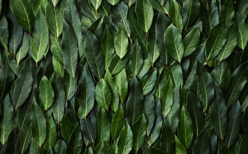 L’hydrolat de laurier noble : composition, utilisation et bienfaits pour la peau