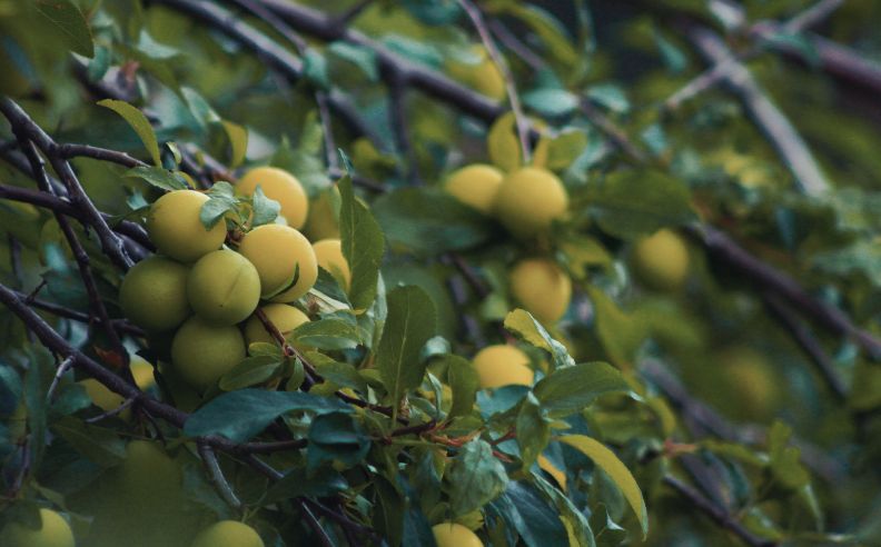 La Mirabelle : La fabuleuse variété de la famille des Pruniers