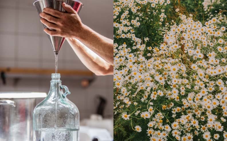 Diptyque d'un producteur qui verse un hydrolat et un champ de pâquerette