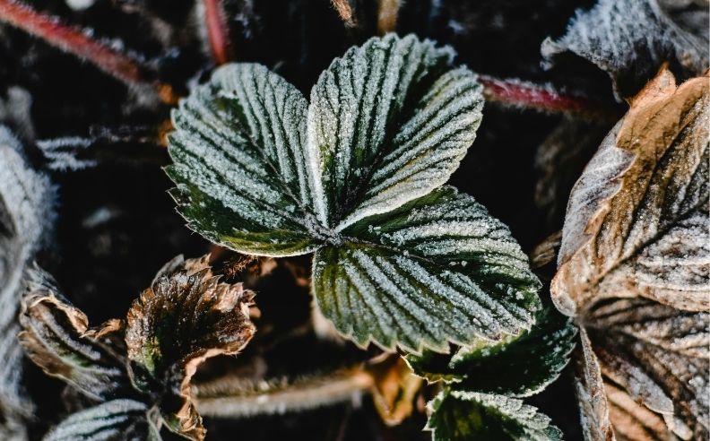 Comment les plantes passent-elles l'hiver ?