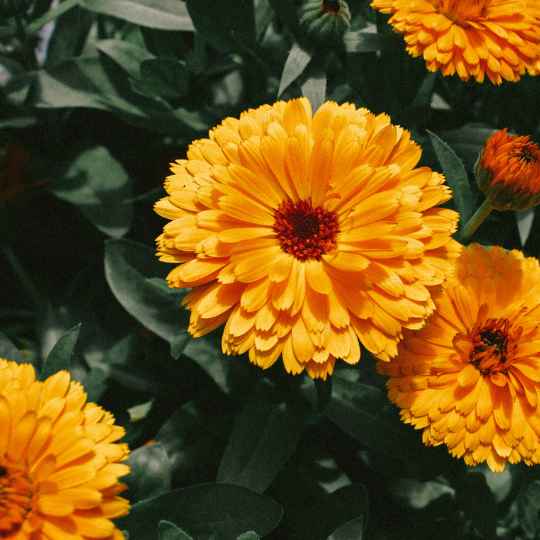 Calendula soins cosmétiques biologiques peau sensible