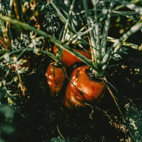 Macérât de Carotte Bio