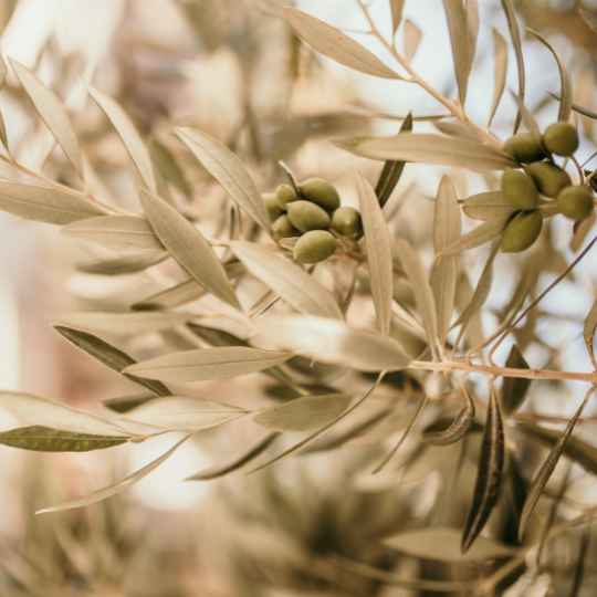 Huile d'Olive Bio