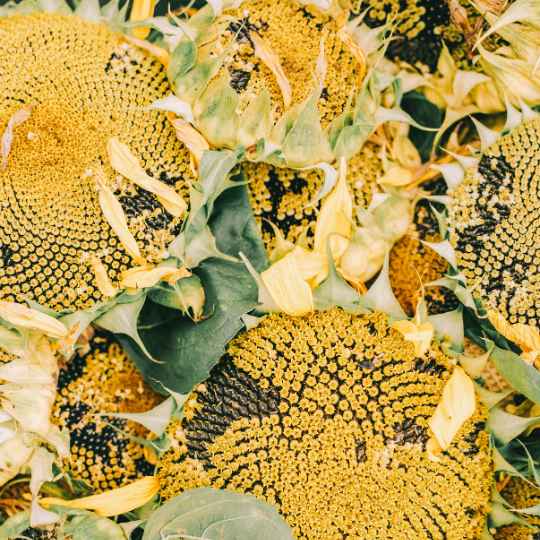 Huile de Graines de Tournesol Bio