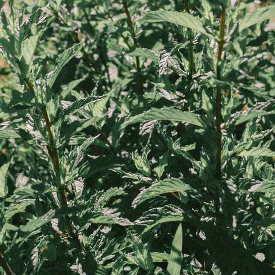 Hydrolat de Menthe Poivrée Bio