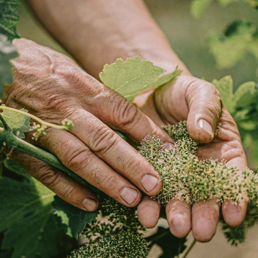 Plantes cultivées en agriculture biologique