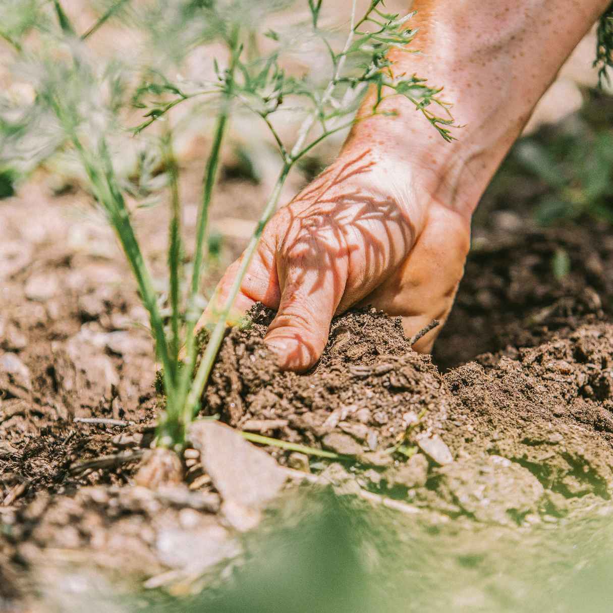 producteurs français engagés, agriculture biologique 