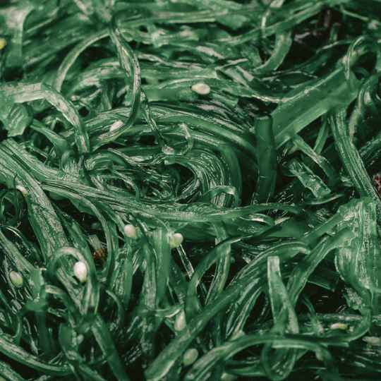 Spiruline Bio