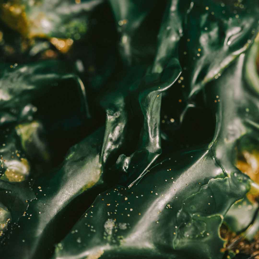 La spiruline : une micro-algue aux multiples atouts.