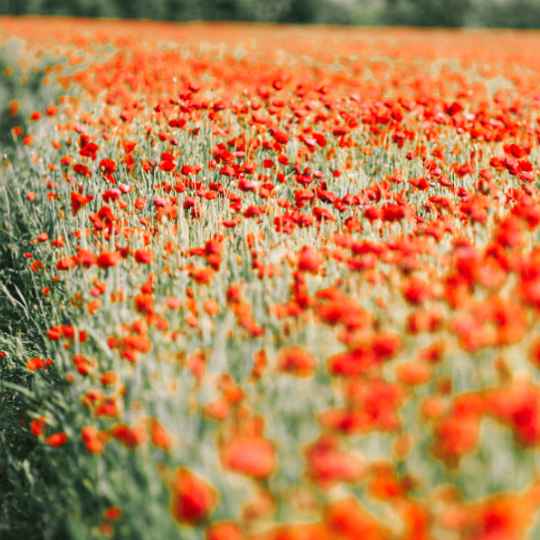 Macérât de Pétales de Coquelicot Bio
