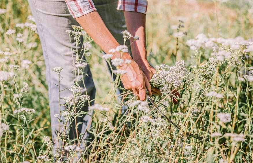 la nature française pour des soins cosmétiques uniques