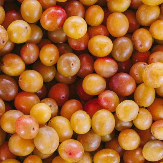 Huile de Mirabelle Bio
